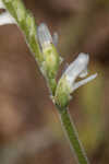 Texas lady's tresses